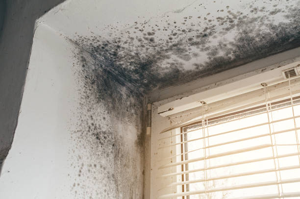 Trusted Mold Testing service in New Market, VA - Cheap Mold Removal