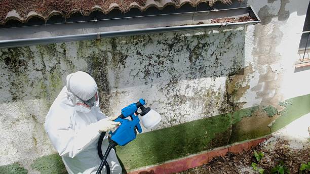 Trusted Black Mold Removal service in New Market, VA - Cheap Mold Removal